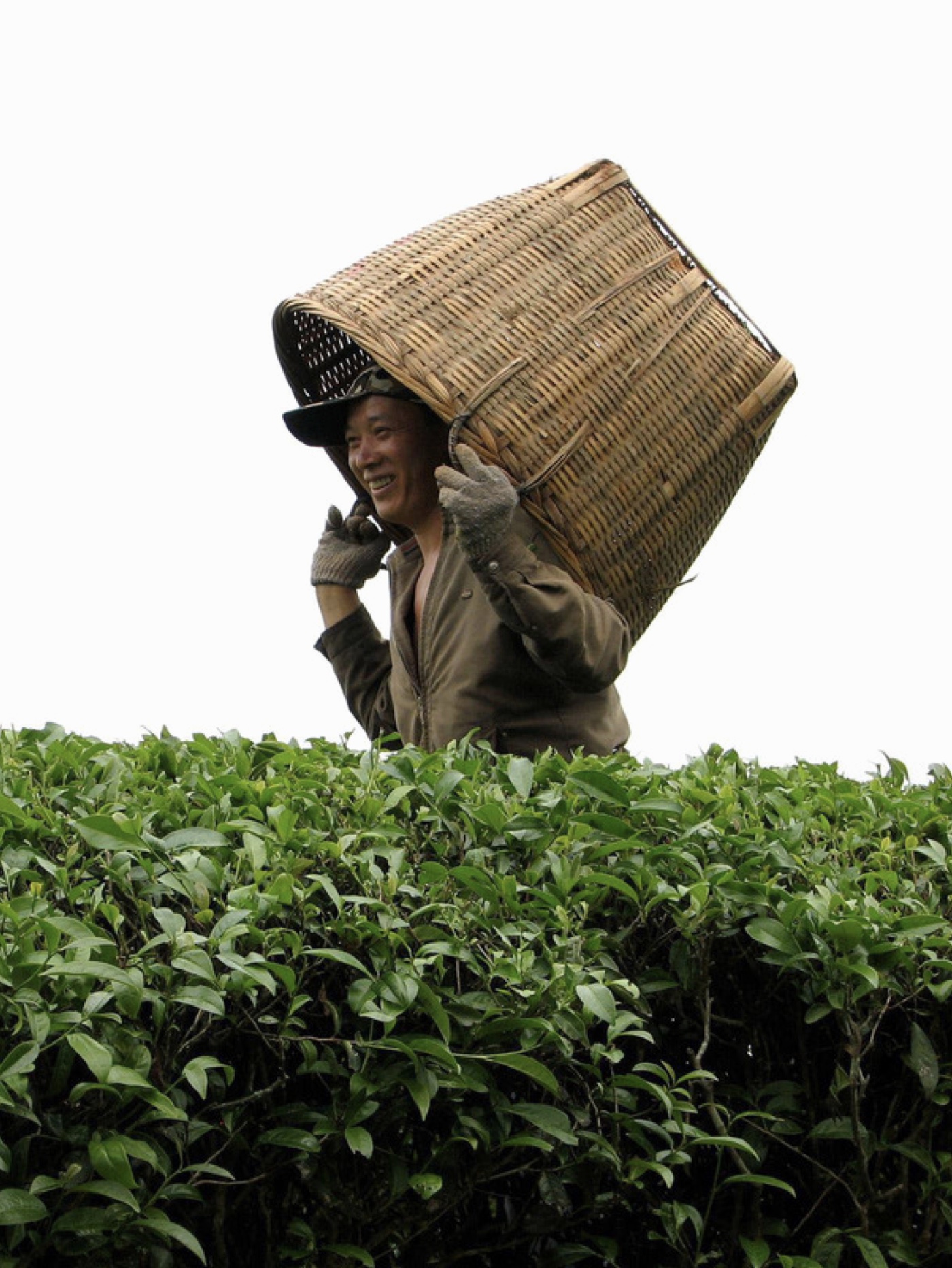 Person harvesting tea leaves outdoors.
